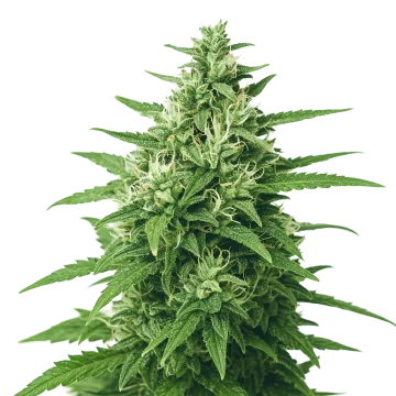 Super Skunk Auto cannabis plant