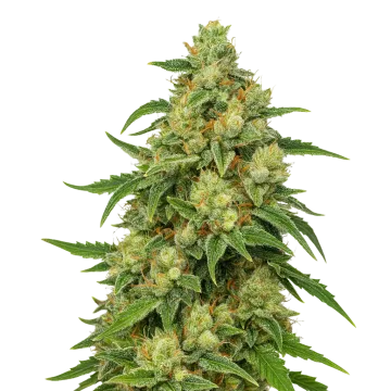 Sweet Tooth Auto cannabis plant