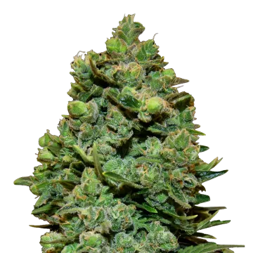 Swiss Cheese cannabis plant