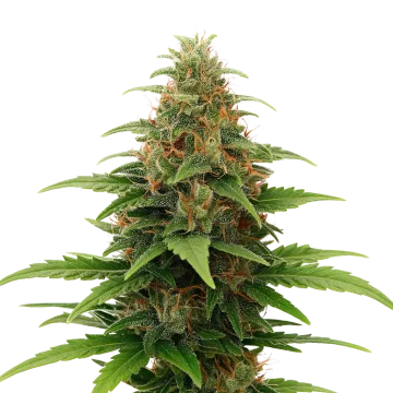 Tangerine Dream Auto cannabis plant
