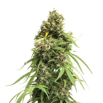 Tangie cannabis plant