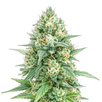 Tetra Express Auto cannabis plant