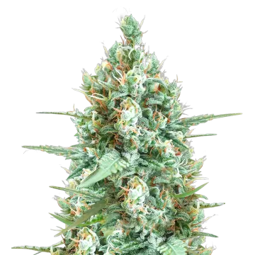 Tetra Express