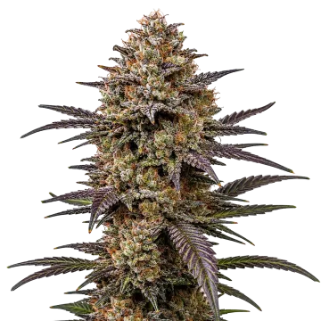 The Toad cannabis plant