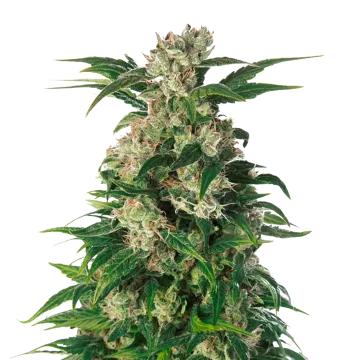 Trainwreck cannabis plant