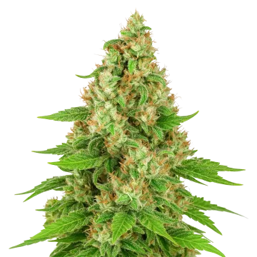 Triangle Kush Auto cannabis plant