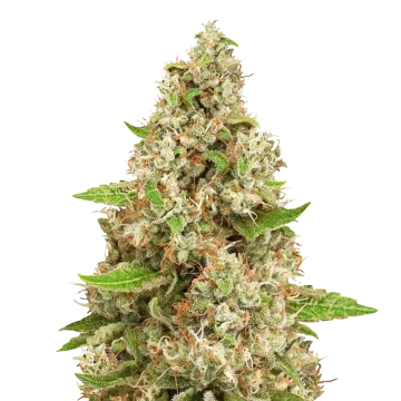Triangle Kush cannabis plant