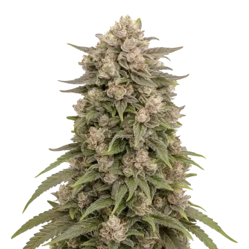 Tropicana Cherry