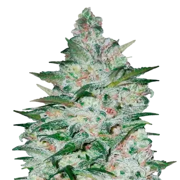 Tropicana Cookies