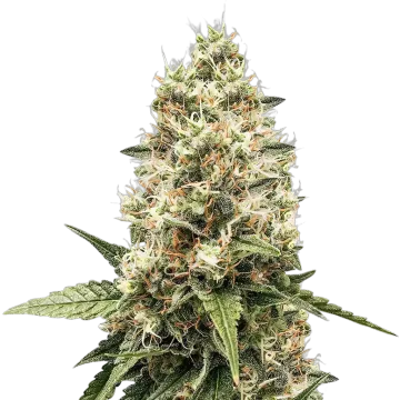 Watermelon Gelato cannabis plant