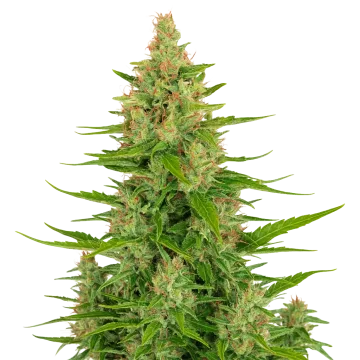 Wedding Cake Auto cannabis plant