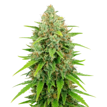 White Rhino Auto