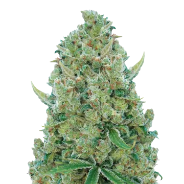 White Rhino cannabis plant