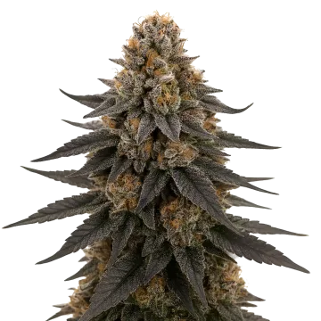 White Runtz cannabis plant
