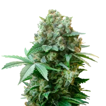 White Russian cannabis plant