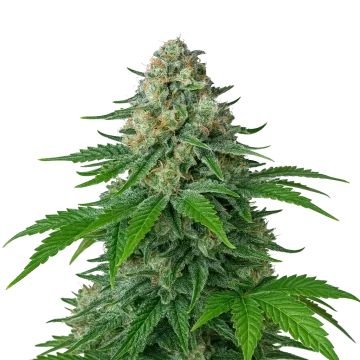 White Widow Auto cannabis plant