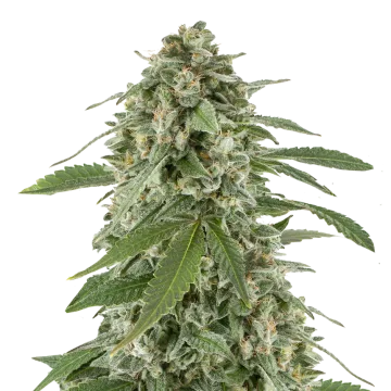 White Widow x Northern Lights