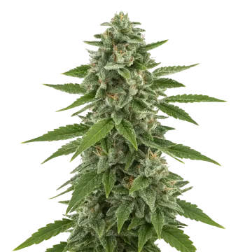 White Widow x Northern Lights Auto Cannabispflanze