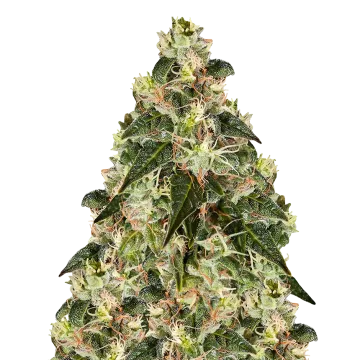 XJ-13 cannabis plant