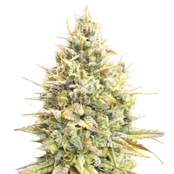 Yumbolt Banana Auto cannabis plant