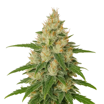 Z OG Auto cannabis plant