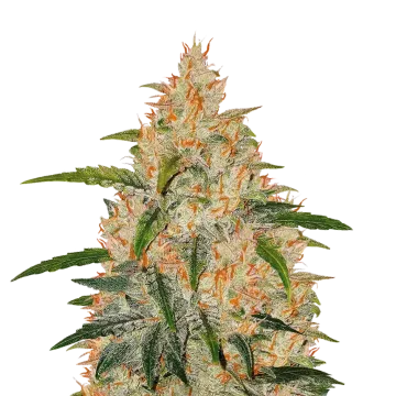 Z OG cannabis plant