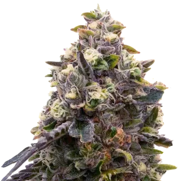 Zoap