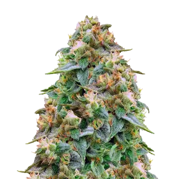 Zombie Death Fuck cannabis plant