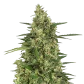 thumb of 9 Pound Hammer Plant