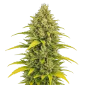 thumb of Acapulco Gold Auto plant