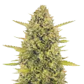 thumb of Acapulco Gold Plant