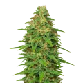 thumb of ACDC Auto Pflanze