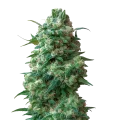 thumb of Afghan Kush Cannabis Plant