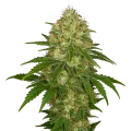 thumb of Afghani Auto Plant