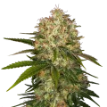 thumb of Afghani plant