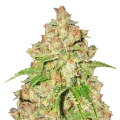 thumb of Agent Orange Plant