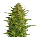 thumb of AK47 Auto plant