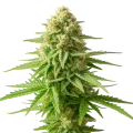 thumb of AK-48 Auto Plant