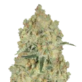 thumb of Alien OG Plant