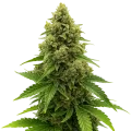 thumb of Amnesia Auto Plant