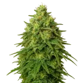 thumb of Amnesia Haze Auto Pflanze