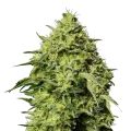 thumb of Amnesia Haze Plant