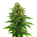 thumb of Amnesia Haze x Blueberry Auto Plant
