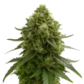 thumb of Amnesia Kush Auto Plant