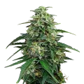thumb of Amnesia Lemon Kush plant