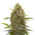 thumb of Amnesia Haze X White Widow plant