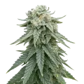 thumb of Animal Face Auto Plant