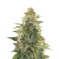 thumb of Apple Fritter plant