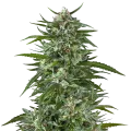 thumb of Aspirin OG Plant