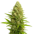 thumb of Banana Kush Auto Plant